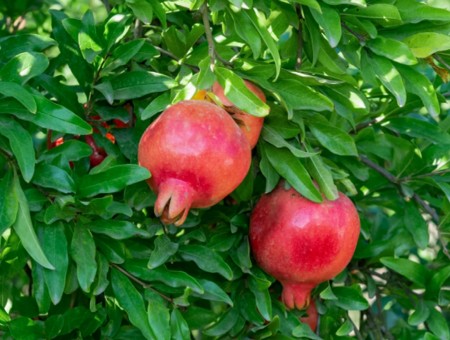 Pomegranate on the tree