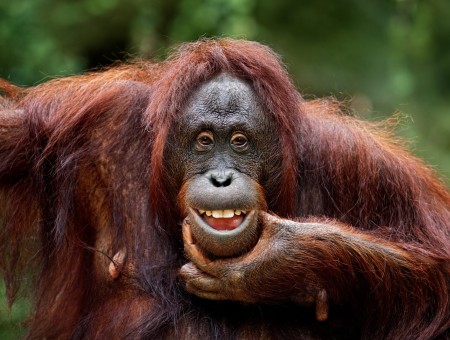Orangutan smile