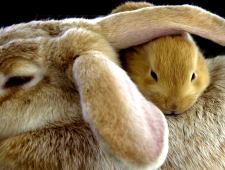 Rabbit with baby